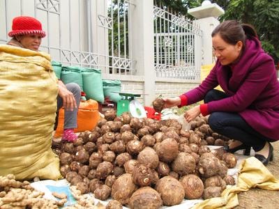 Kỳ Sơn xây dựng đề án mở rộng diện tích trồng khoai sọ