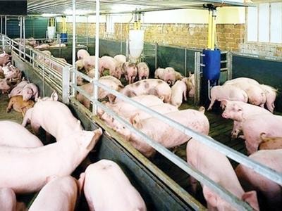 Giá lợn chưa đủ để hòa vốn