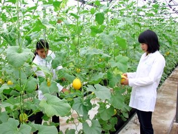 Lao động bỏ trốn ở Nhật gọi điện về than phiền lương quá thấp