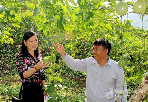 Hướng thoát nghèo từ cây chanh leo ở vùng biên