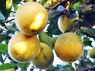 Nông dân Nghệ An được hỗ trợ 10.000 USD để phát triển sản phẩm từ cam