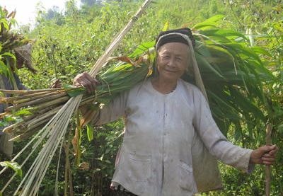 Trồng ngô trên đất hoang gây quỹ hội