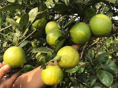 Nhà nông Nghệ An bắt đầu tiếp cận quy định dán tem Cam Vinh