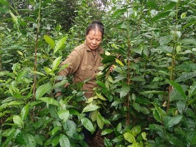 Anh Sơn xây dựng nhãn hiệu tập thể chè Gay