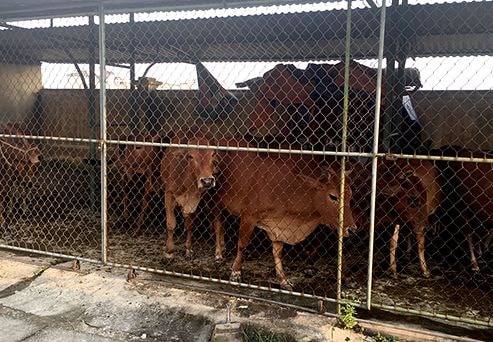 Lực lượng chức năng bắt nhốt hàng chục con bò 'dạo chơi' trên quốc lộ