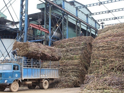 Thách thức và lời giải cho ngành mía đường