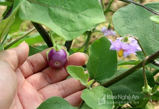 Nông dân miền Tây Nghệ An trồng cà tím sinh thái