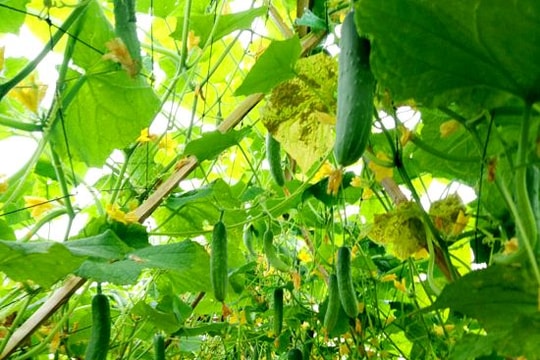 Hơn 21 hécta dưa chuột 'vượt' lũ lụt cho thu nhập cao