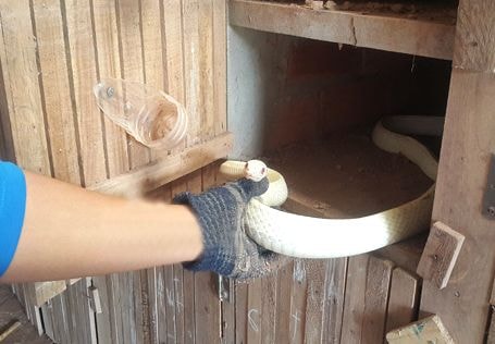 Nuôi rắn bạch tạng, khách trả 100 triệu/con, chủ vẫn chưa đồng ý