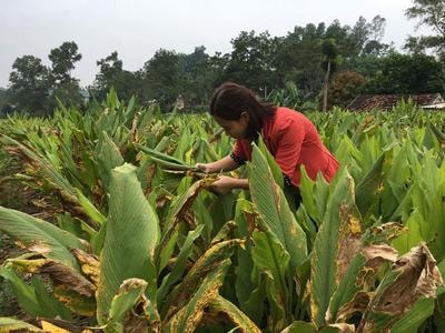 Cây nghệ bị vàng rũ sớm, người trồng lo lắng