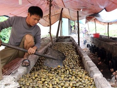 Hàng chục tấn cau non sấy khô ở Nghệ An bán sang Trung Quốc