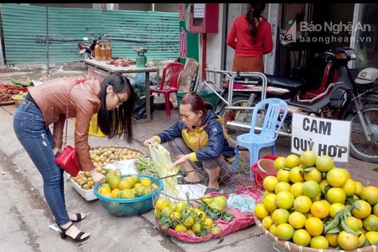 Vì sao chậm dán tem truy xuất nguồn gốc cam Vinh?