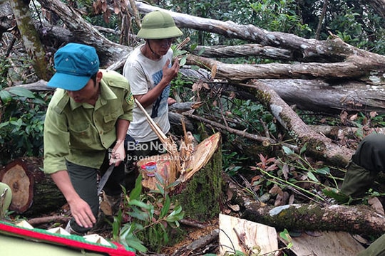 Vụ lâm tặc đốn hạ 13 cây pơ mu: Đề xuất cắt đường độc đạo vào vùng rừng giàu Pù Huống