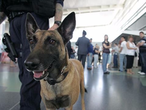 Biệt tài của đội cảnh khuyển bảo vệ Tổng thống Trump vừa đến Đà Nẵng