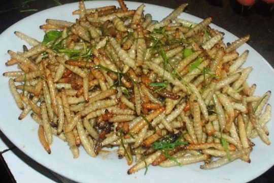 Sâu măng, đặc sản 'độc nhất vô nhị' của người dân vùng cao