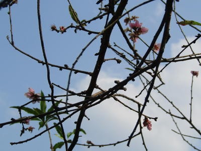 Hoa đào nở rộ giữa mùa thu, người trồng lo lắng