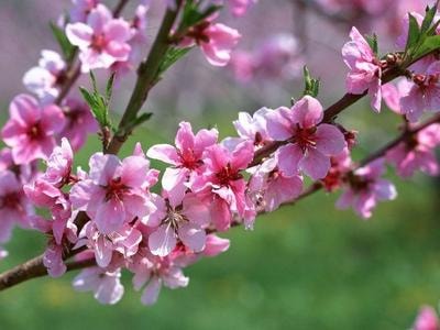 Bí quyết trồng đào nở hoa đúng dịp Tết