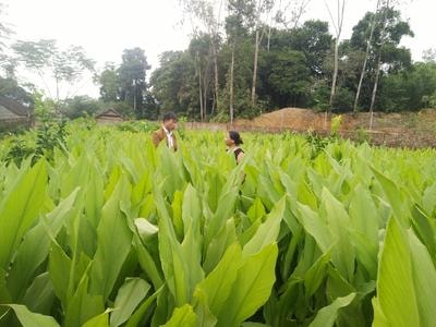 Đất cằn vùng cao cho thu nhập cả trăm triệu từ trồng nghệ