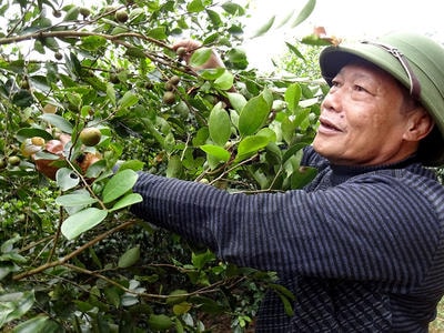 'Lợi ích kép' của vùng trồng sở ở Nghệ An