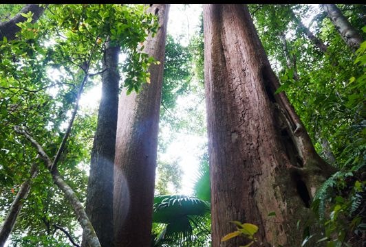 Hành trình khám phá quần thể Samu dầu ở độ cao gần 1000m