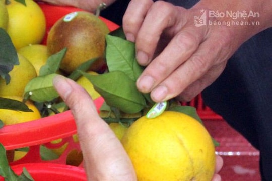 Tem truy xuất cam Vinh không thể dán lại nhiều lần