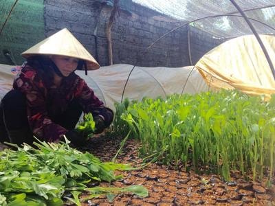 Tân Kỳ sẽ xuất bán 40 triệu cây giống nguyên liệu vụ xuân 2018