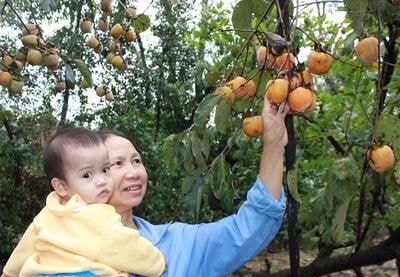 Ngọt lịm mùa 'hồng ngâm' ở ngoại ô thành Vinh