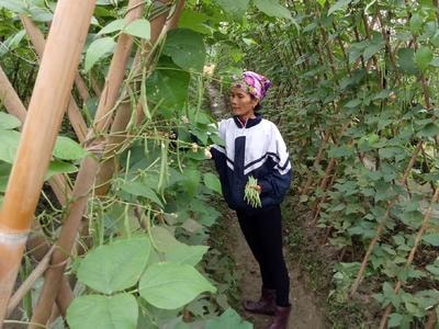 Rau vụ đông Nam Đàn được mùa, được giá