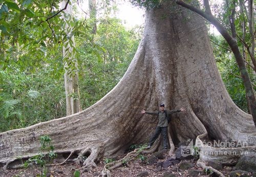 Nghệ An có thể thu hơn 10 triệu USD từ giảm phát thải khí nhà kính