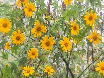 Dã quỳ mơ màng nhuộm vàng miền Tây xứ Nghệ