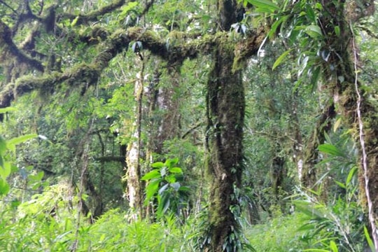 Cận cảnh những cây chè cổ thụ 1.000 năm