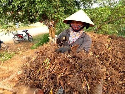 Nghệ An: Nông dân xuất bán hàng tấn rễ hương phục vụ Tết