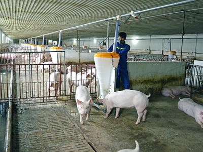 Nghệ An dự kiến xây dựng trang trại lợn hạt nhân công nghệ cao