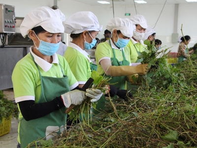 Phát triển nông nghiệp công nghệ cao ở Nghệ An:  Đừng để đi trước về sau