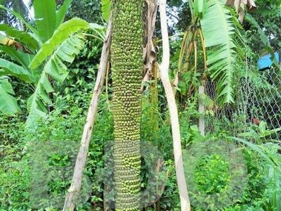 Cây chuối trổ buồng 'khủng' dài gần 2m, hơn 200 nải