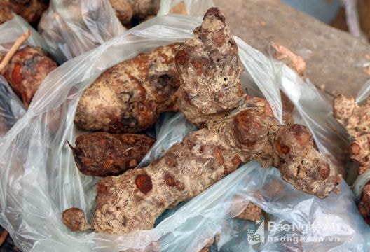 Lên chợ phiên tìm ngọc cẩu, mú từn, chuột rừng, ong đất…