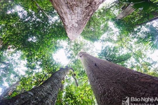 Phát triển rừng bền vững, giảm phát thải khí nhà kính ở Nghệ An