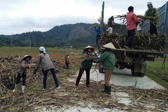 Nỗi lo của người trồng mía Anh Sơn trước vụ thu hoạch mới
