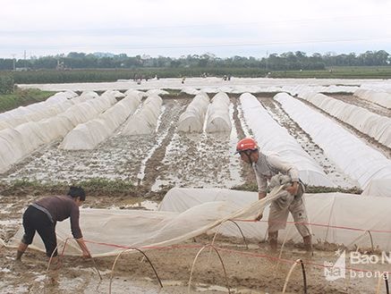 Nghệ An phấn đấu đạt trên 100.000 tấn lương thực vụ Xuân 2018