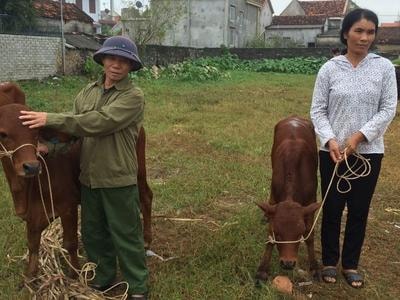 Trao 24 con bê sinh sản cho hộ nghèo ở Quỳnh Lưu