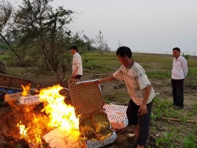Diễn Châu tiêu hủy 1.300 vịt con không có giấy tờ kiểm dịch