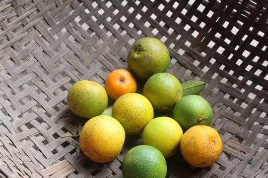 Gần 1.000 gốc cam phải chặt bỏ vì giống kém