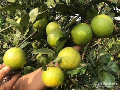 Để 'cam Vinh' thực sự lên ngôi và giữ thương hiệu bền vững