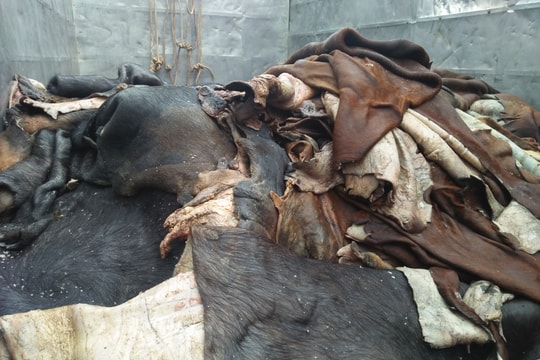 Bắt giữ hơn 1,5 tấn da trâu, bò không rõ nguồn gốc