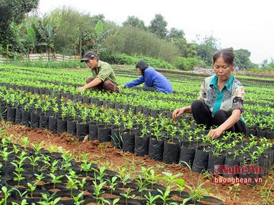 Đề xuất điều kiện sản xuất, kinh doanh giống cây trồng