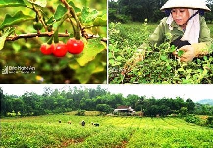 Hiến kế phát triển cây dược liệu miền Tây Nghệ An