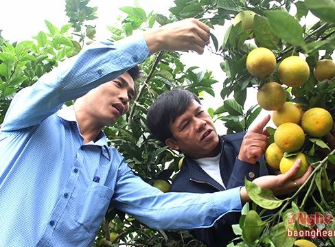 Thơm ngọt mùa cam ở Yên Thành