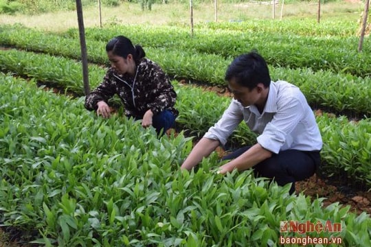 Đảm bảo an toàn môi trường và xã hội trong các doanh nghiệp lâm nghiệp