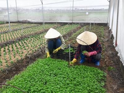 Nông dân Quỳnh Lưu sản xuất rau che phủ lưới hiệu quả cao