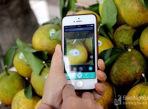 Cam Vinh đắt khách sau khi được dán tem